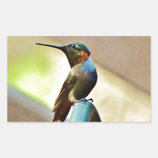 Perched Ruby en Green Little Hummingbird Rechthoekige Sticker (Voorkant)