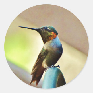 Perched Ruby en Green Little Hummingbird Ronde Sticker