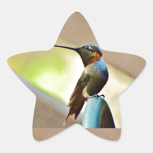 Perched Ruby en Green Little Hummingbird Ster Sticker (Voorkant)