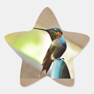 Perched Ruby en Green Little Hummingbird Ster Sticker