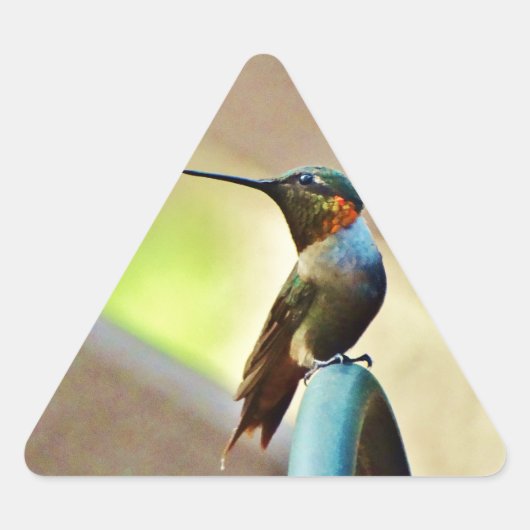 Perched Ruby en Green Little Hummingbird Sticker (Voorkant)