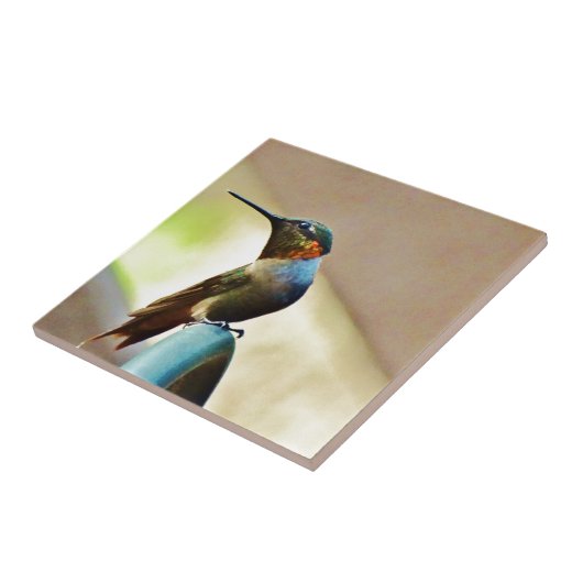 Perched Ruby en Green Little Hummingbird Tegeltje (Zijkant)