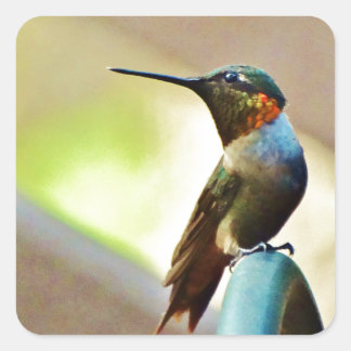 Perched Ruby en Green Little Hummingbird Vierkante Sticker