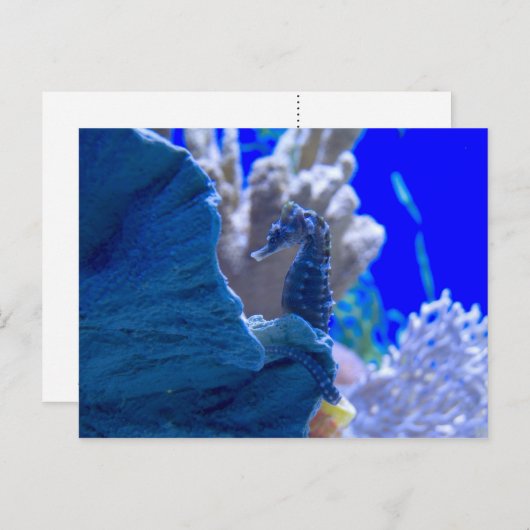 Perched Seahorse Briefkaart (Voorkant / Achterkant)
