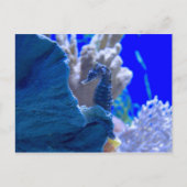 Perched Seahorse Briefkaart (Voorkant)