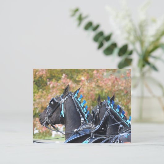 Percheron-briefkaart Briefkaart (Staand voorkant)
