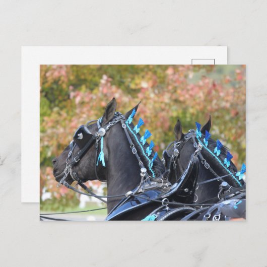 Percheron-briefkaart Briefkaart (Voorkant / Achterkant)