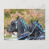 Percheron-briefkaart Briefkaart (Voorkant)