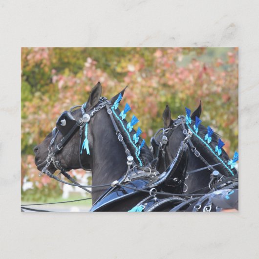 Percheron-briefkaart Briefkaart (Voorkant)