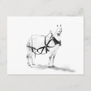 Percheron Draft Horse Equine Art Postcard Briefkaart