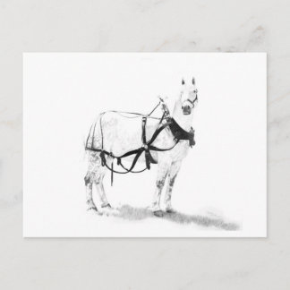 Percheron Draft Horse Equine Art Postcard Briefkaart
