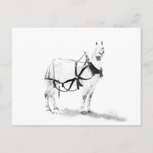 Percheron Draft Horse Equine Art Postcard Briefkaart (Voorkant)