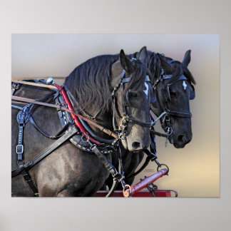 Percheron Draft Horse Work Team Poster