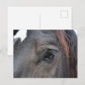 Percheron horse briefkaart (Voorkant / Achterkant)