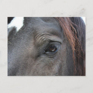 Percheron horse briefkaart