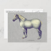 Percheron Horse Equine Art Briefkaart (Voorkant / Achterkant)