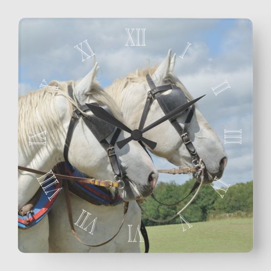 Percheron paarden in harnas vierkante klok (Voorkant)