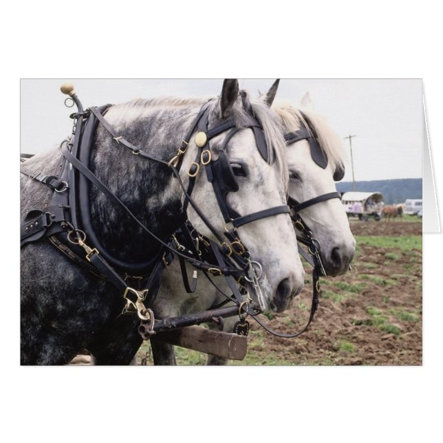 Percheron Tandem (Voorkant Horizontaal)