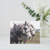 Percheron Tandem Briefkaart (Staand voorkant)