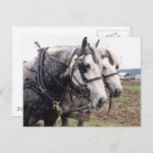 Percheron Tandem Briefkaart (Voorkant / Achterkant)