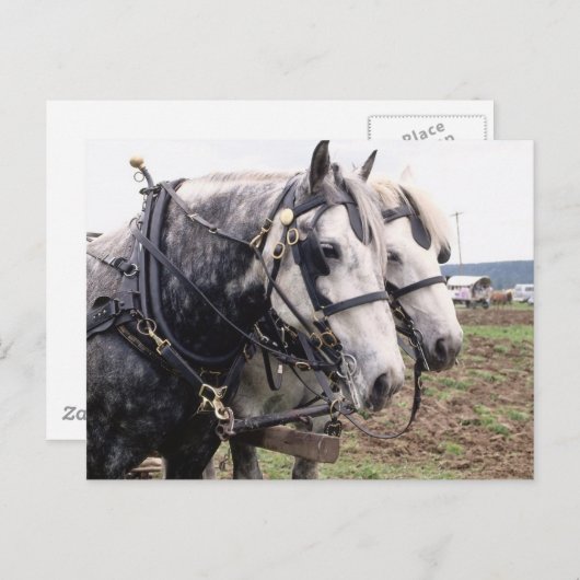 Percheron Tandem Briefkaart (Voorkant / Achterkant)