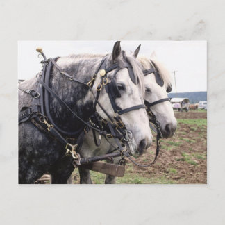 Percheron Tandem Briefkaart