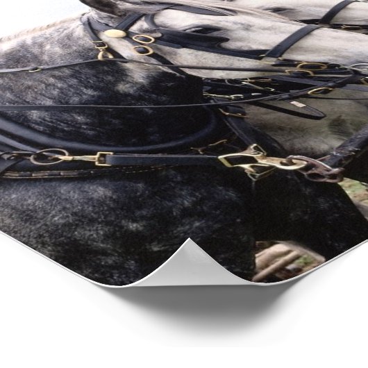 Percheron Tandem Poster (Hoek)