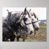 Percheron Tandem Poster (Voorkant)