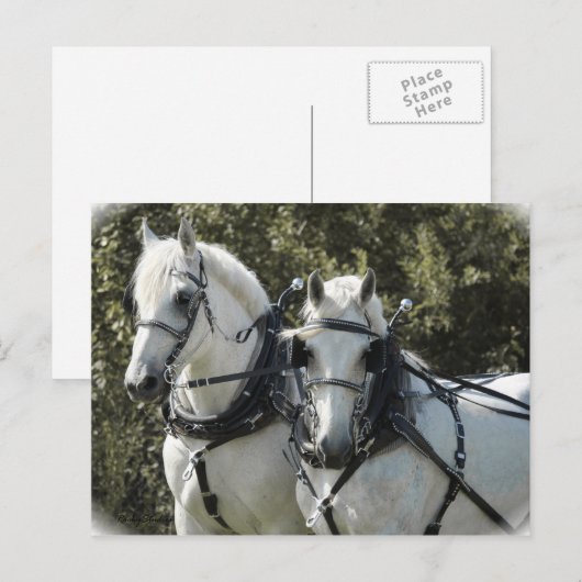 Percheron Team Briefkaart (Voorkant / Achterkant)