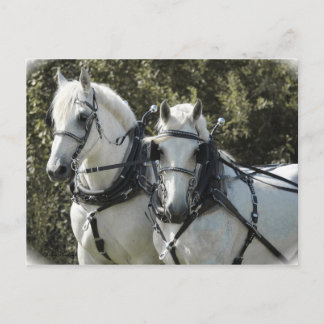 Percheron Team Briefkaart