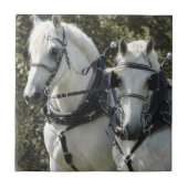 Percheron Team Tegeltje (Voorkant)