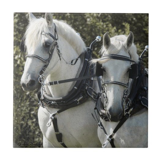 Percheron Team Tegeltje (Voorkant)