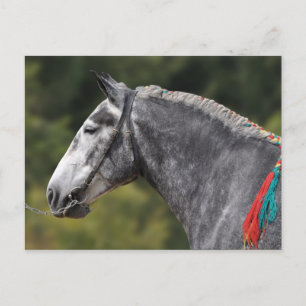 Percheron trekpaard merrie briefkaart