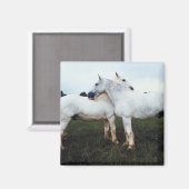 Percherons die elkaar kweken magneet (Voorkant / Achterkant)