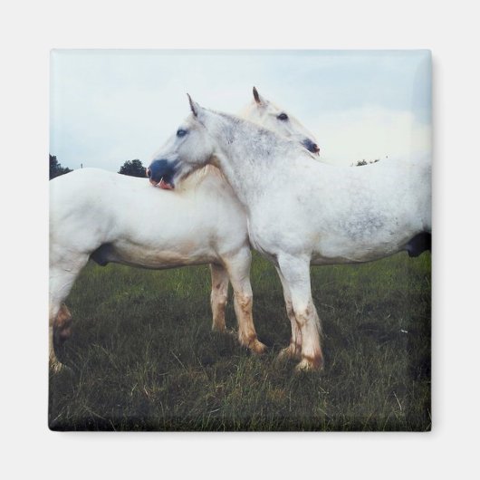 Percherons die elkaar kweken magneet (Voorkant)