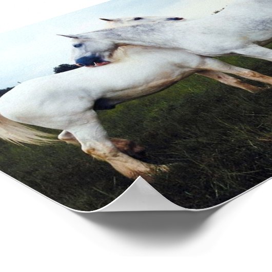 Percherons die elkaar kweken poster (Hoek)