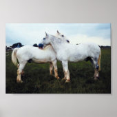 Percherons die elkaar kweken poster (Voorkant)