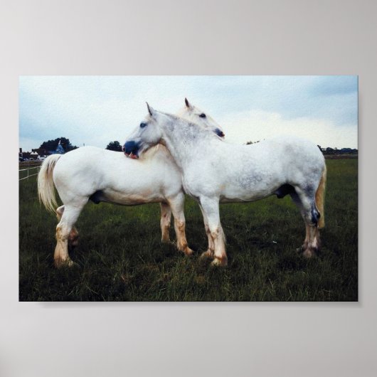 Percherons die elkaar kweken poster (Voorkant)