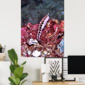 Perching Blenny Poster (Thuiskantoor)