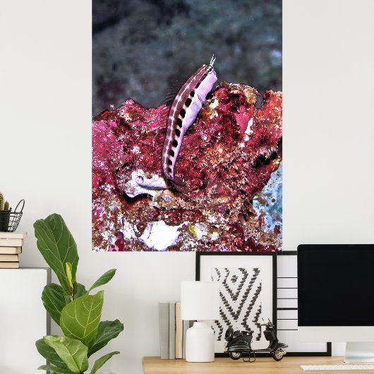 Perching Blenny Poster (Thuiskantoor)