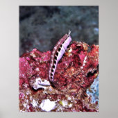 Perching Blenny Poster (Voorkant)
