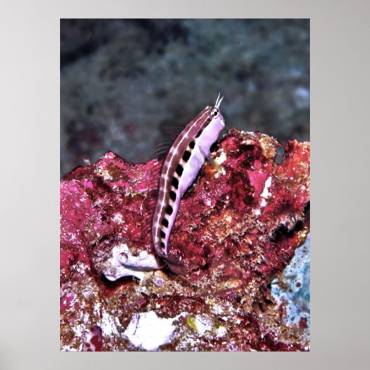 Perching Blenny Poster (Voorkant)