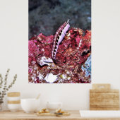 Perching Blenny Poster (Keuken)