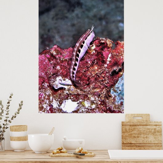 Perching Blenny Poster (Keuken)