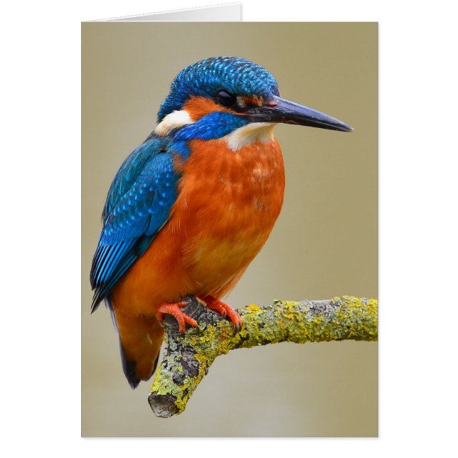 Perching Kingfisher (Voorkant)