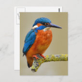 Perching Kingfisher Briefkaart (Voorkant / Achterkant)