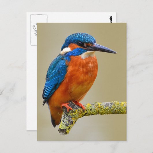 Perching Kingfisher Briefkaart (Voorkant / Achterkant)