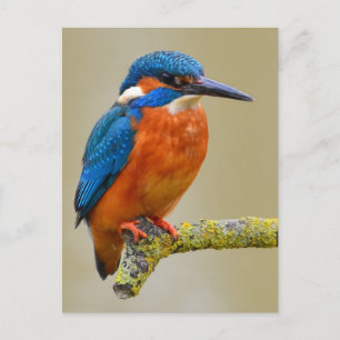 Perching Kingfisher Briefkaart