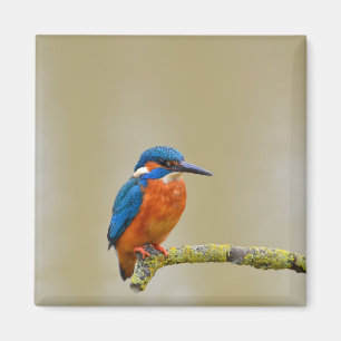 Perching Kingfisher Magneet