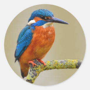 Perching Kingfisher Ronde Sticker